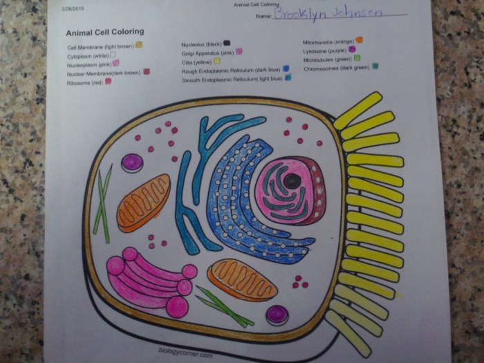 Animal cell coloring answer sheet