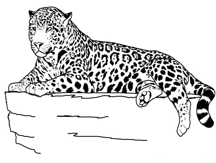 Jaguar animal coloring pages