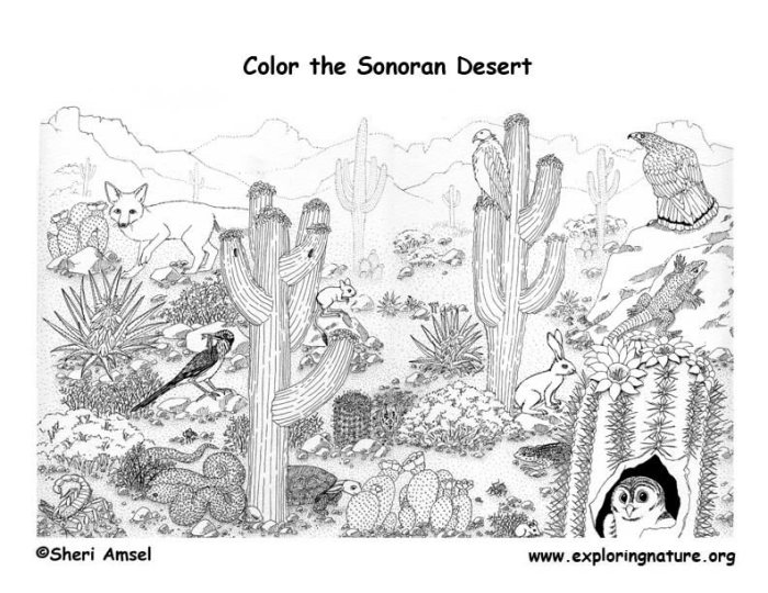 Coloring pages desert animals