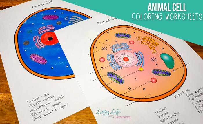 Animal cell worksheet coloring