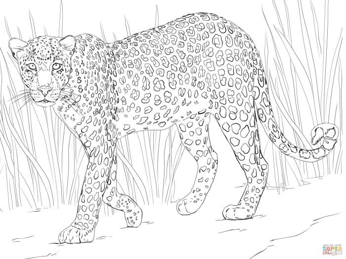 African animal coloring pictures