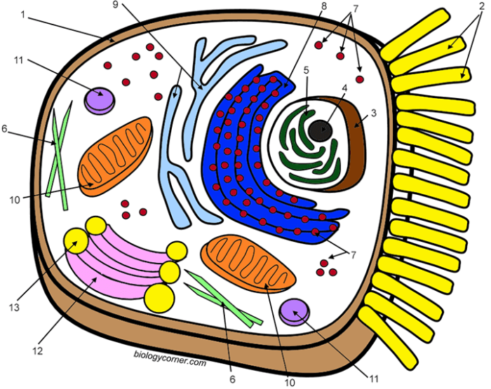 Animal cell coloring answer sheet