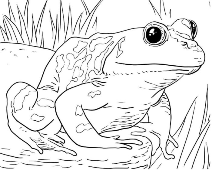 Wildlife animal coloring pages