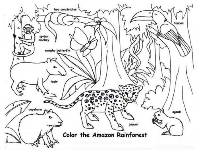 Coloring pictures jungle animals